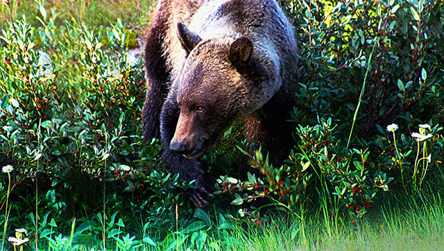 wildlife photographers