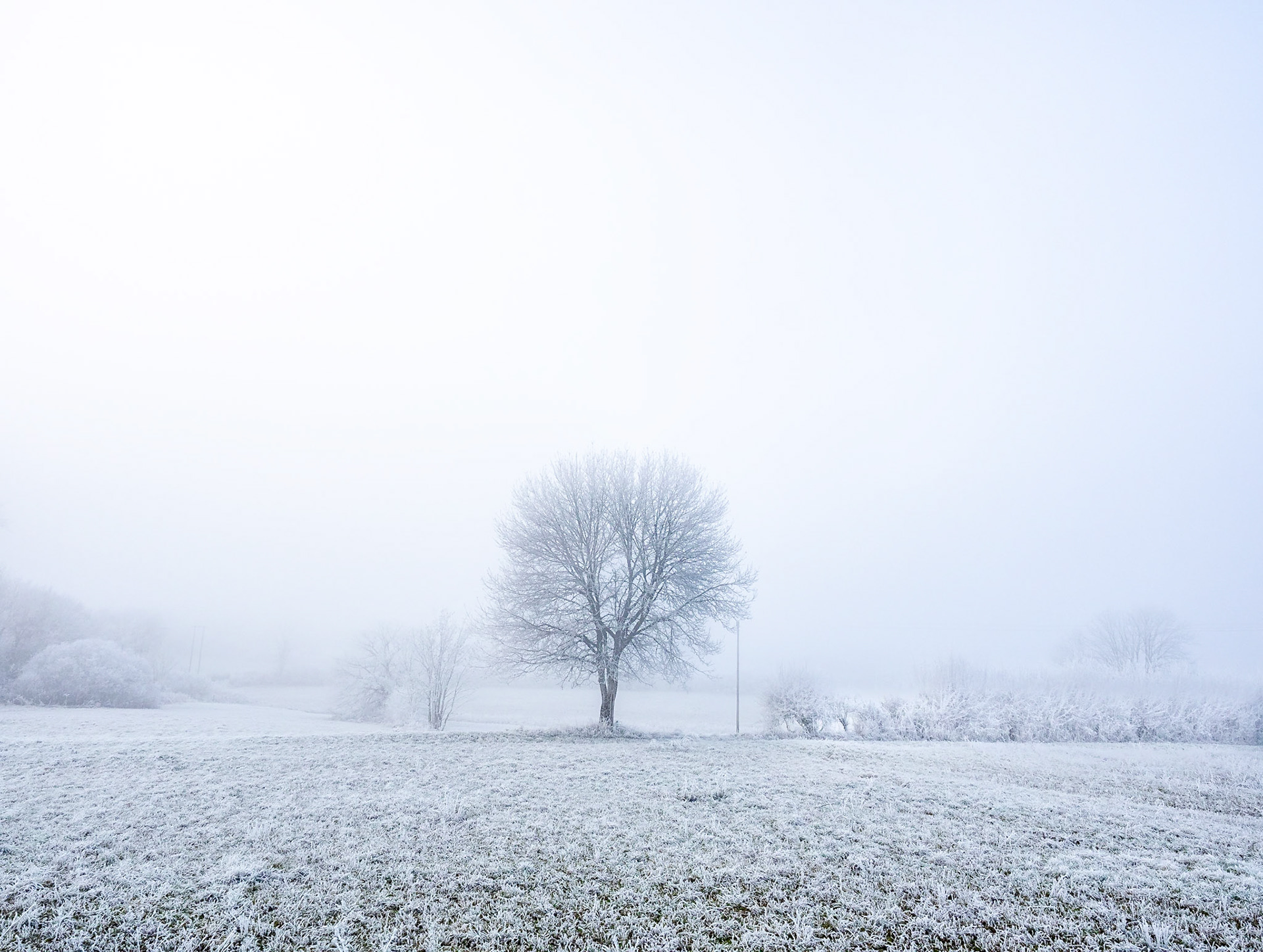 L'arbre de l'hiver