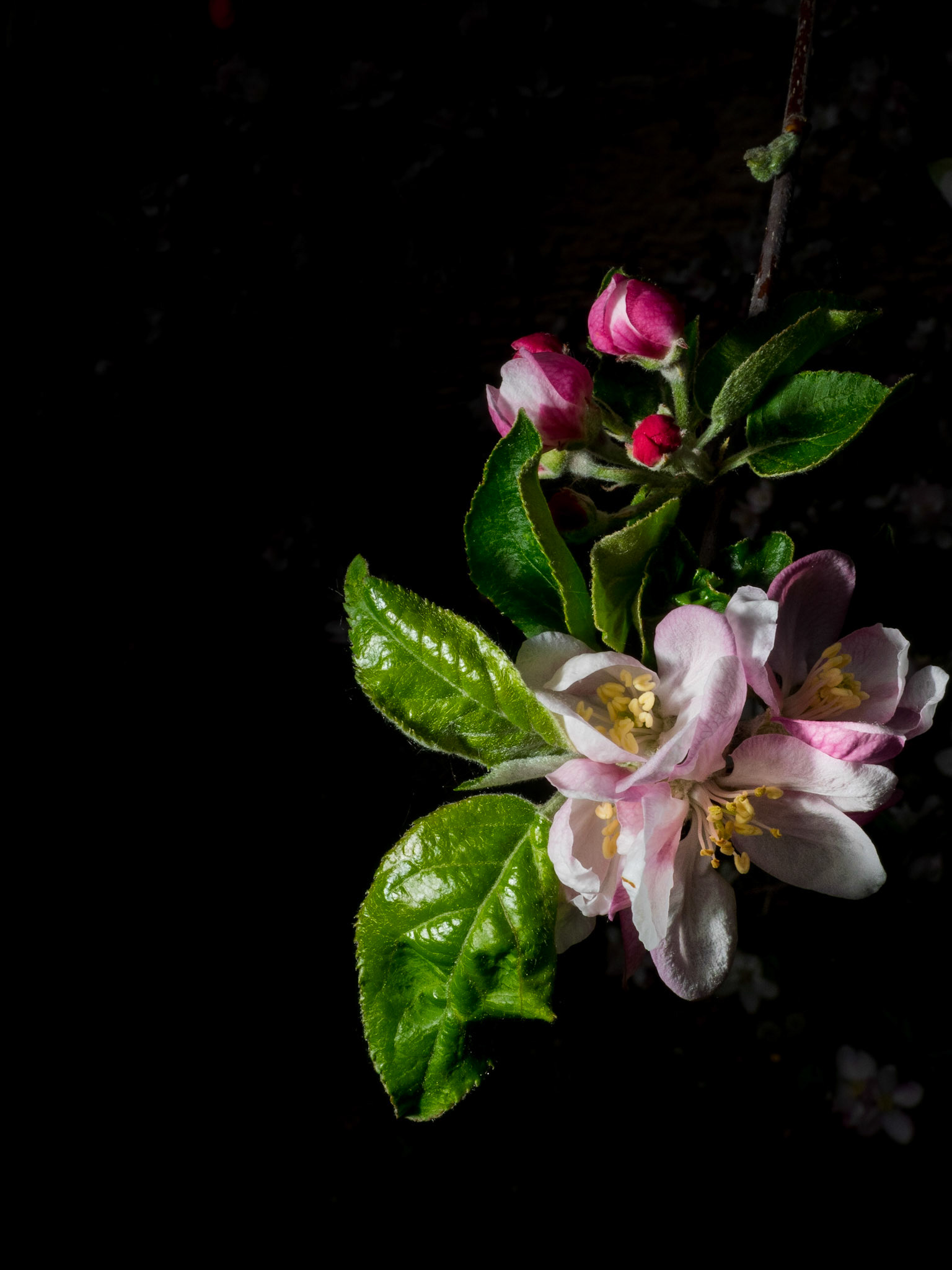 Flower Power