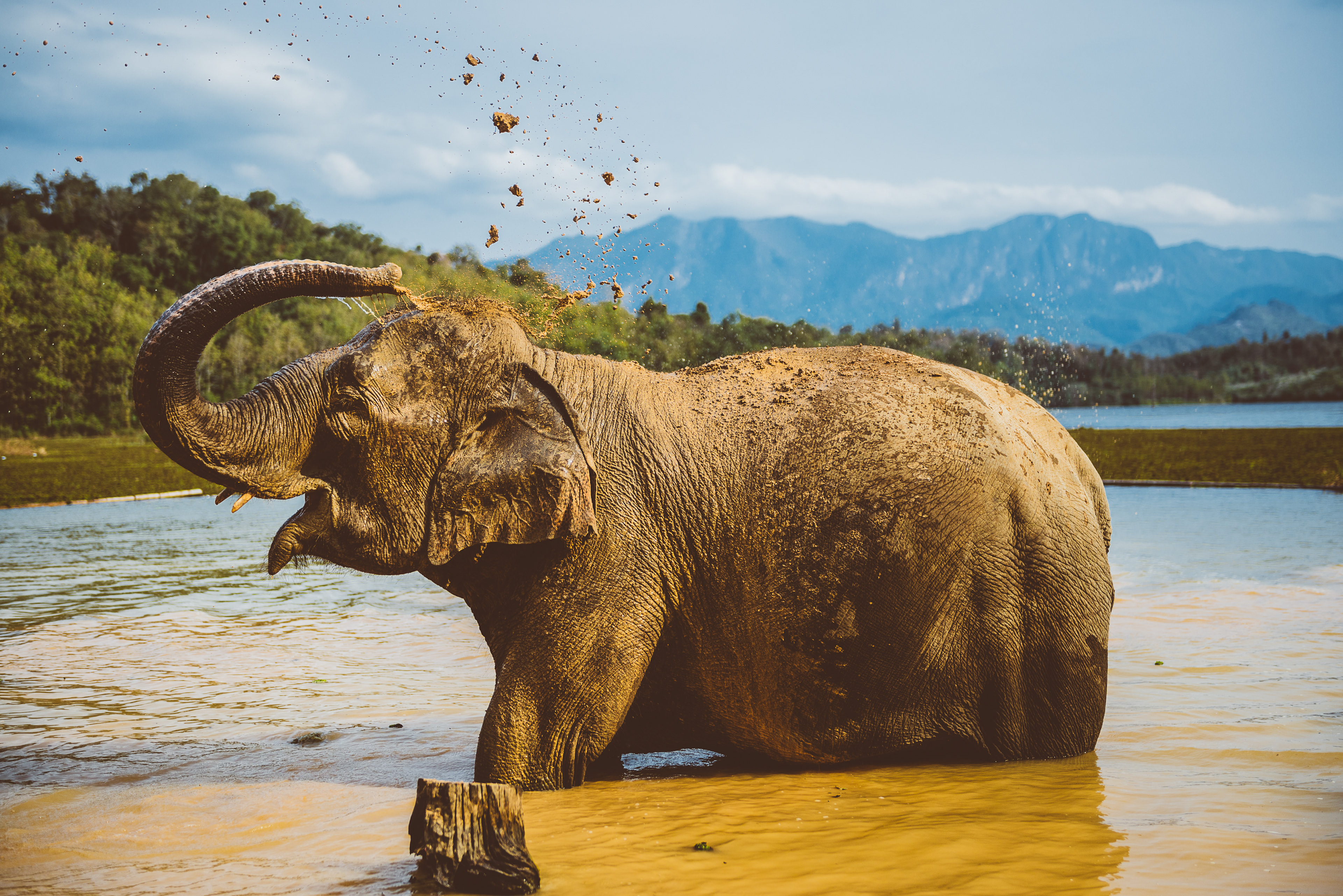 Elephant conservation center