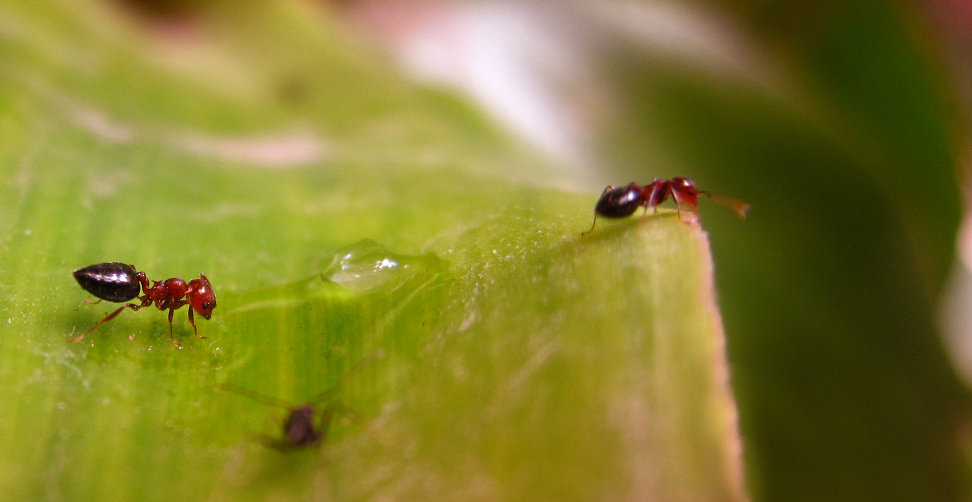 A group of red ants in a hot summer afternoon.
