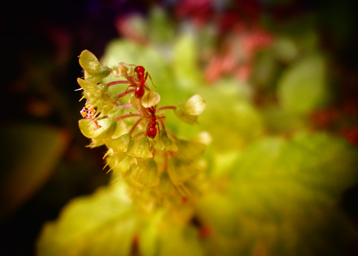 Basil flowers, Red Ants