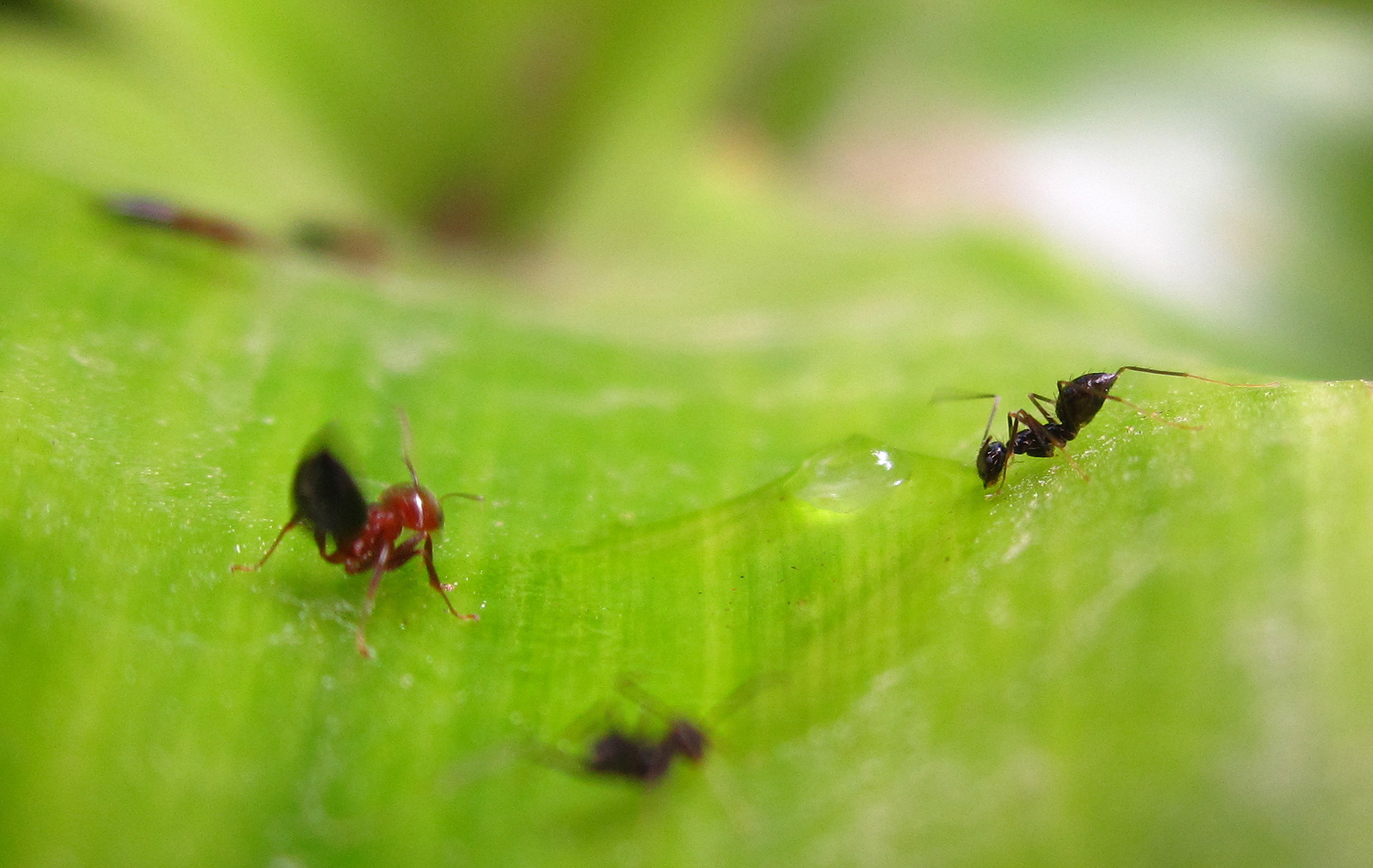 An intruding black ant, but water is a necessity for everyone.