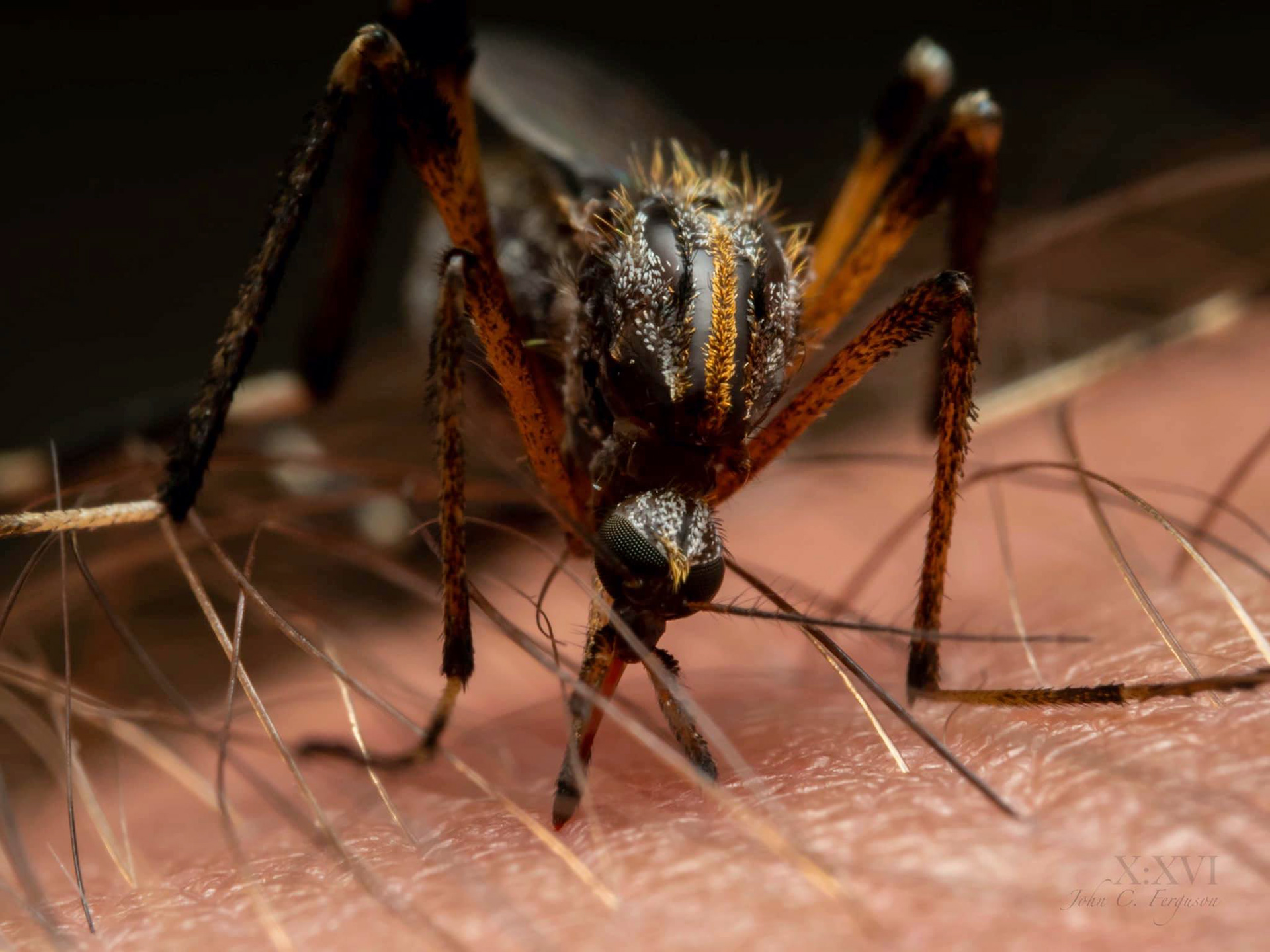 Gallinipper mosquito