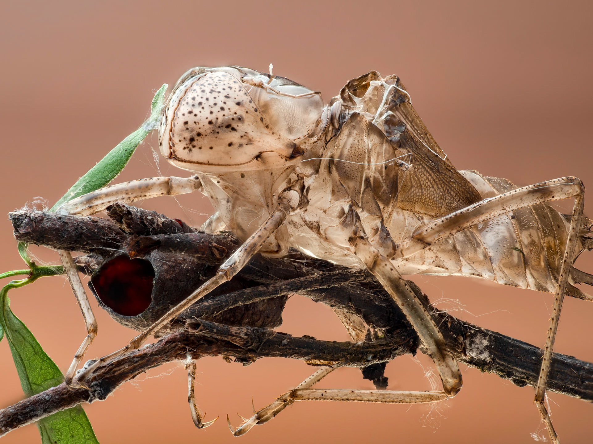 Dragonfly Nymph shed skin