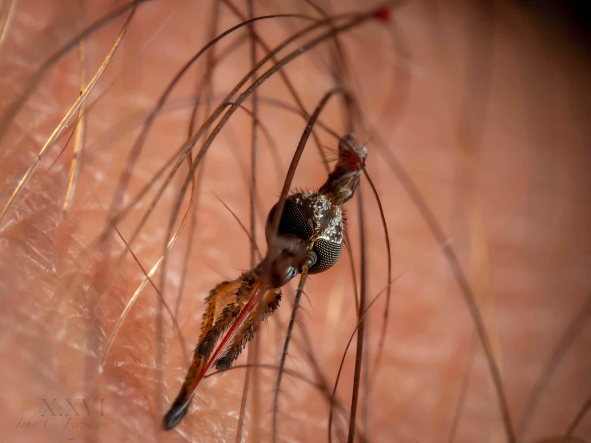 Same Gallinipper after I flicked it off. It's head remained.