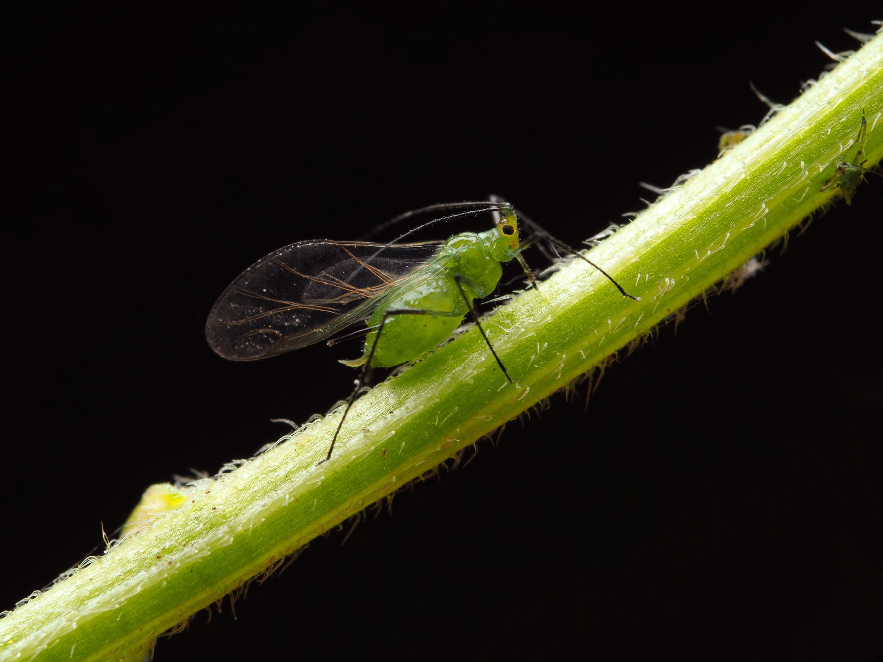 Aphid on a leaf stem
