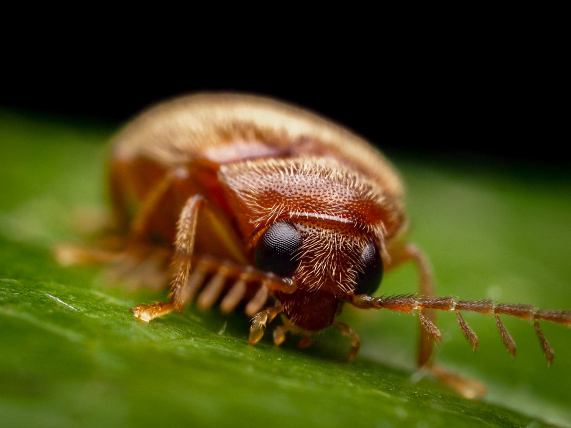 Toe-Winged Beetle (Ptilodactyla)