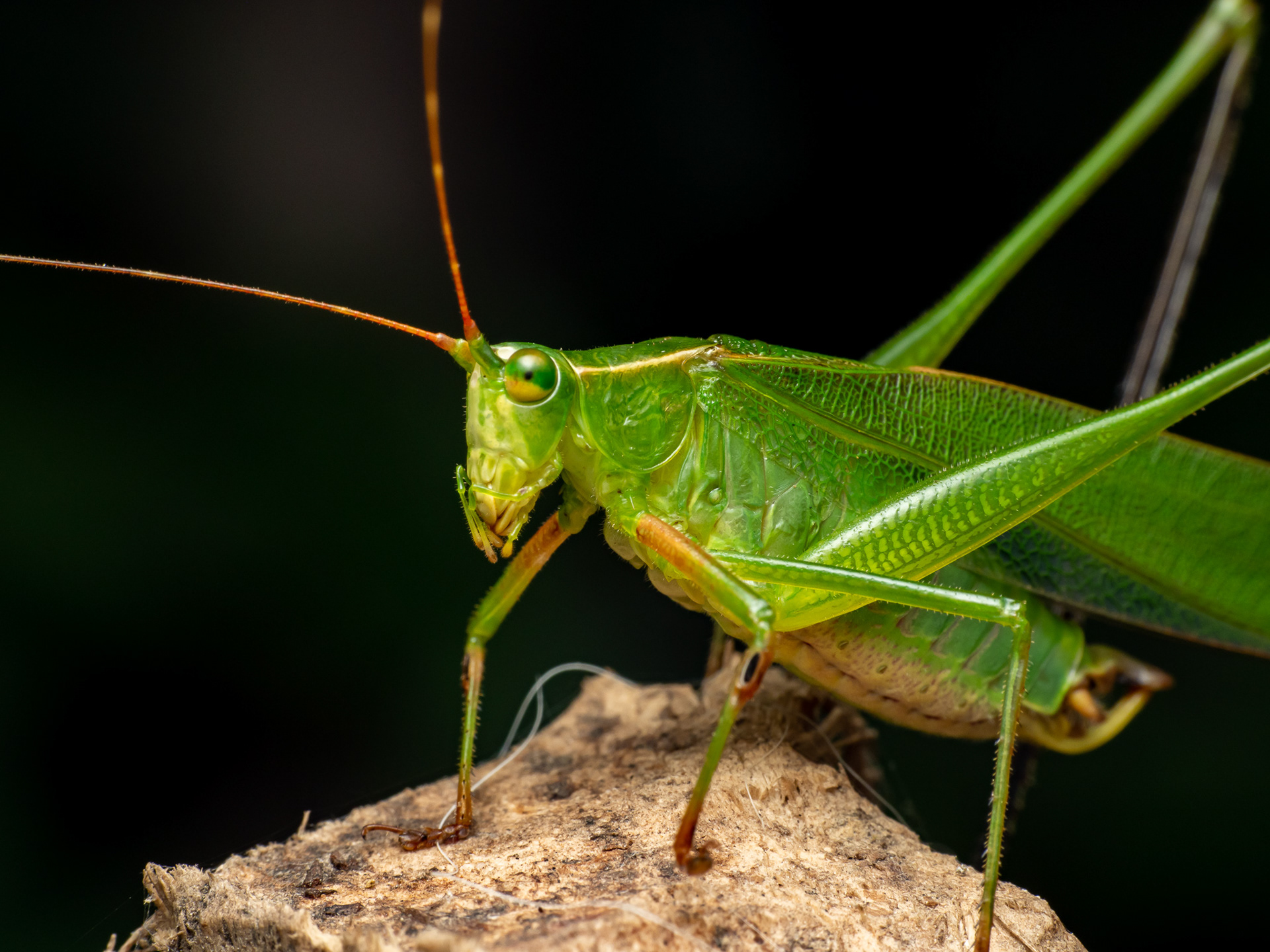 Katydid