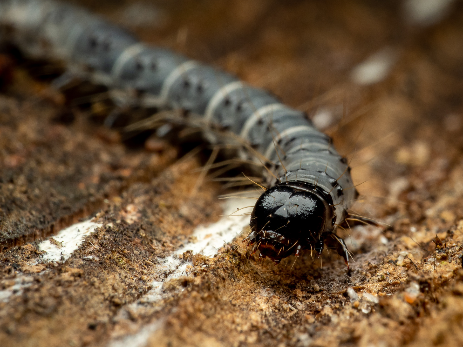 Deadwood Borer Moth Caterpillar