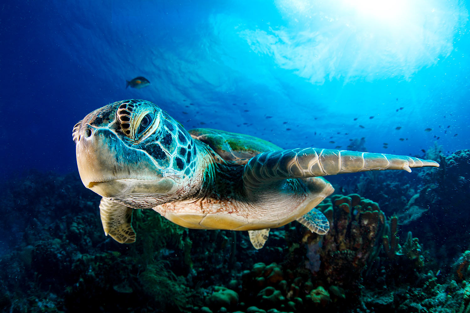 Bernard Radvaner Underwater Photography BONAIRE DUTCH CARRIBEAN