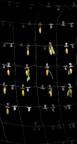 Golden Pupa, 2014