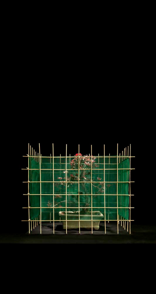 Construction Bonsai 1, 2015