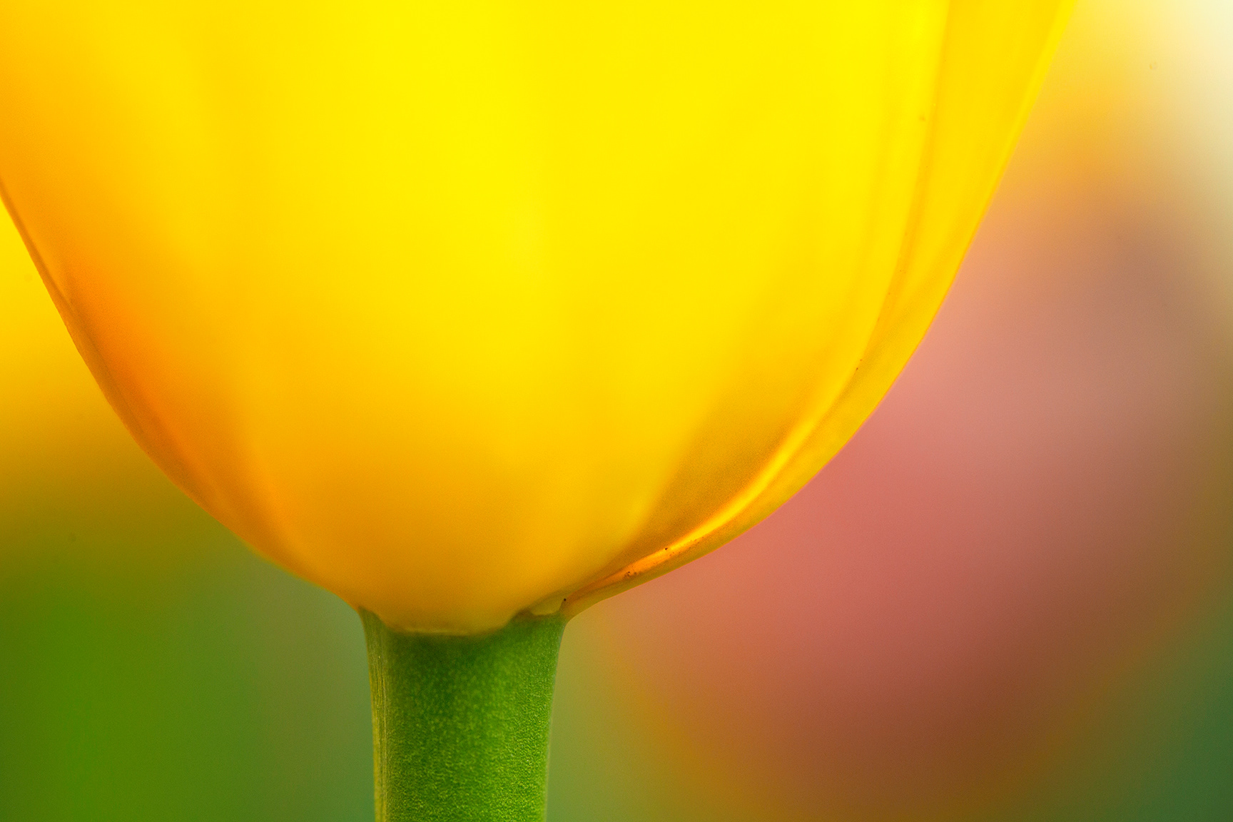 Dancing Tulip