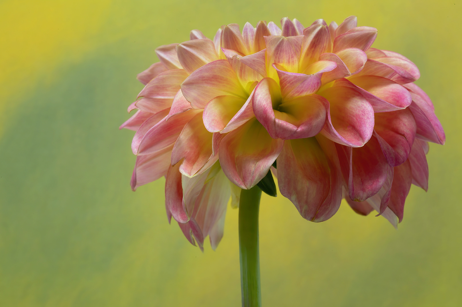 Dancing Dahlia