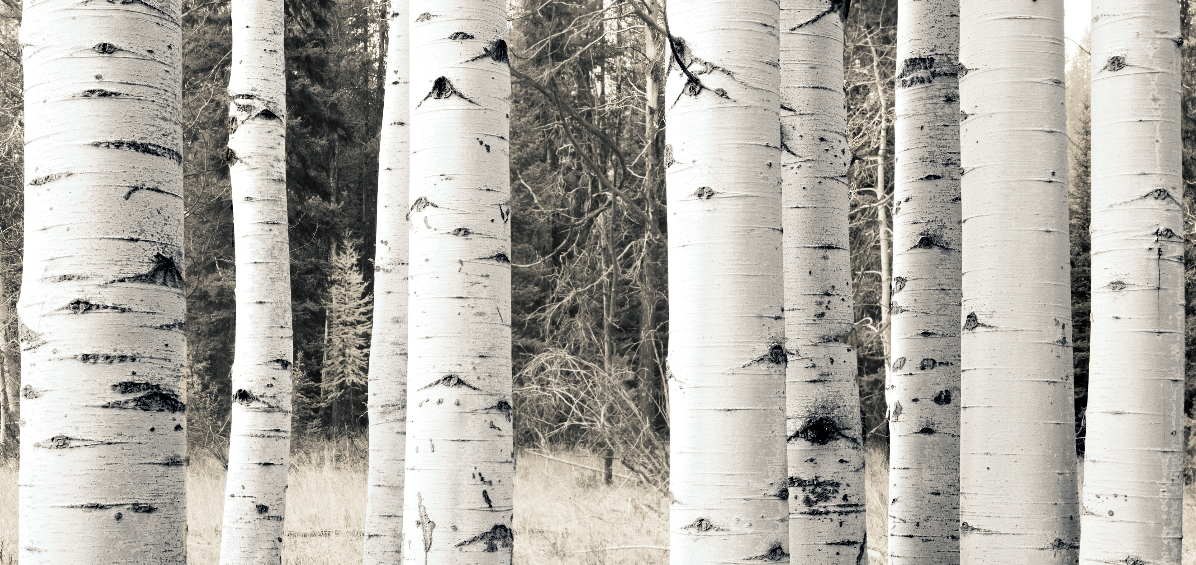 Trees 1