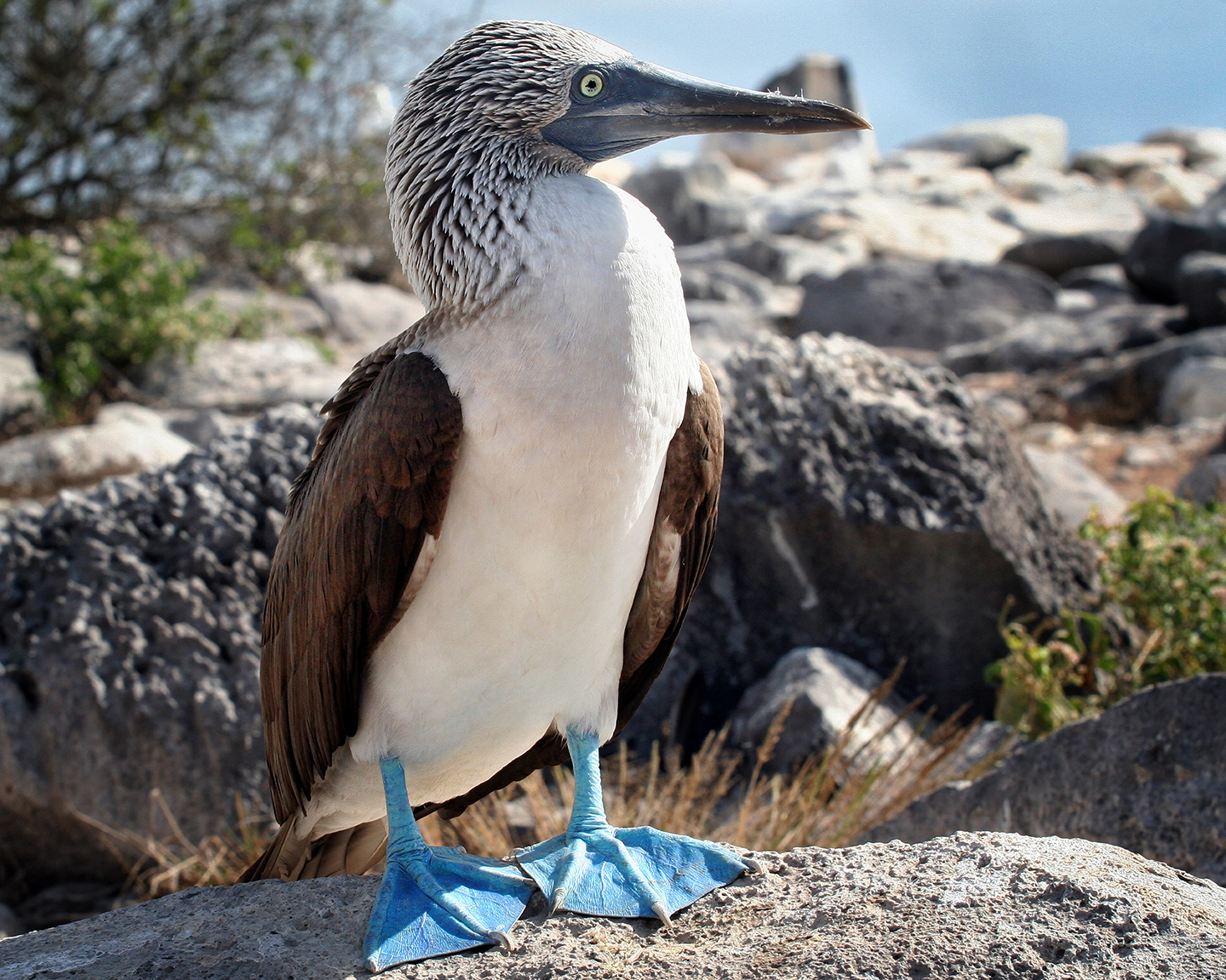 Galapagos Blue-Footed Booby