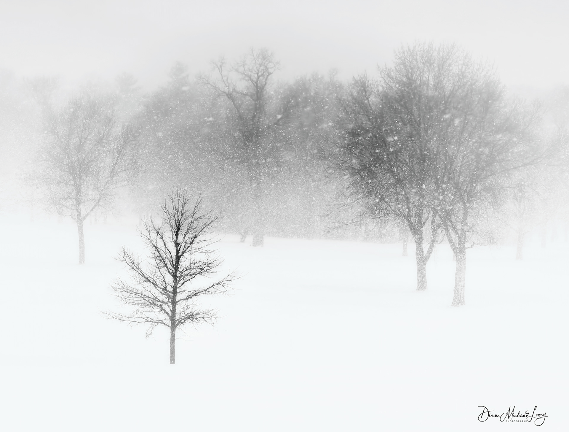 Quiet Snow