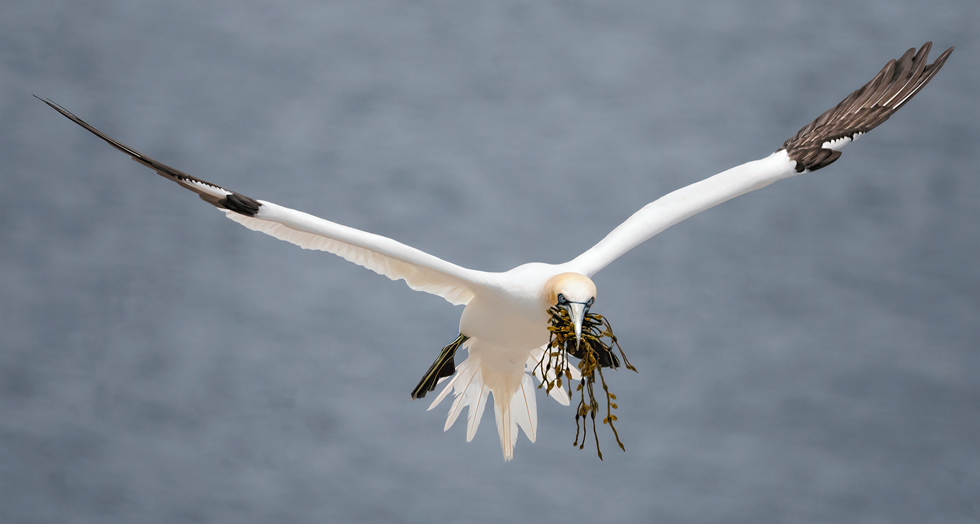 Northern Gannet Newfoundland
