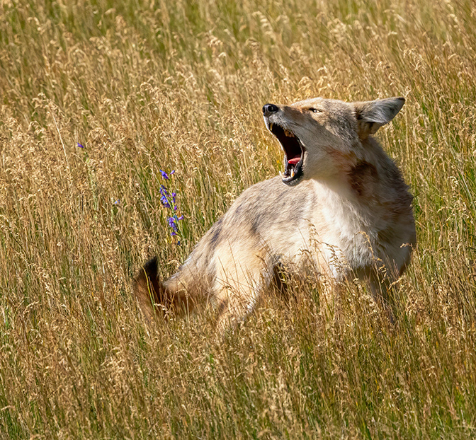 Hey!
