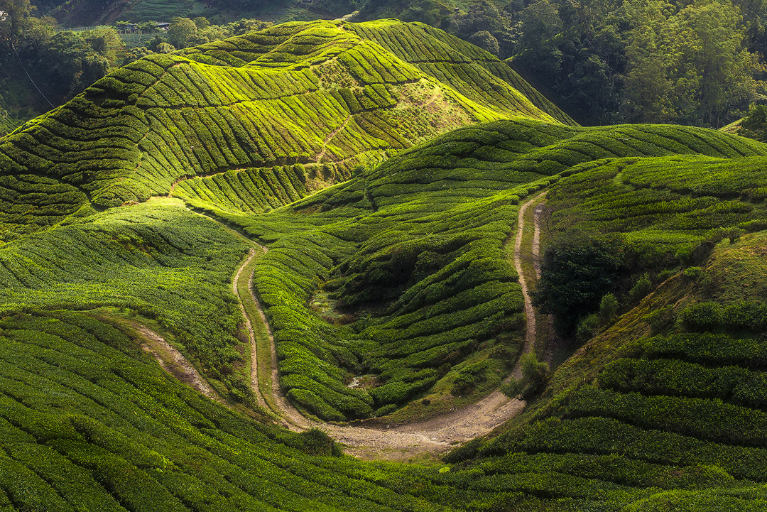 Cameron Highlands, Malaysia
