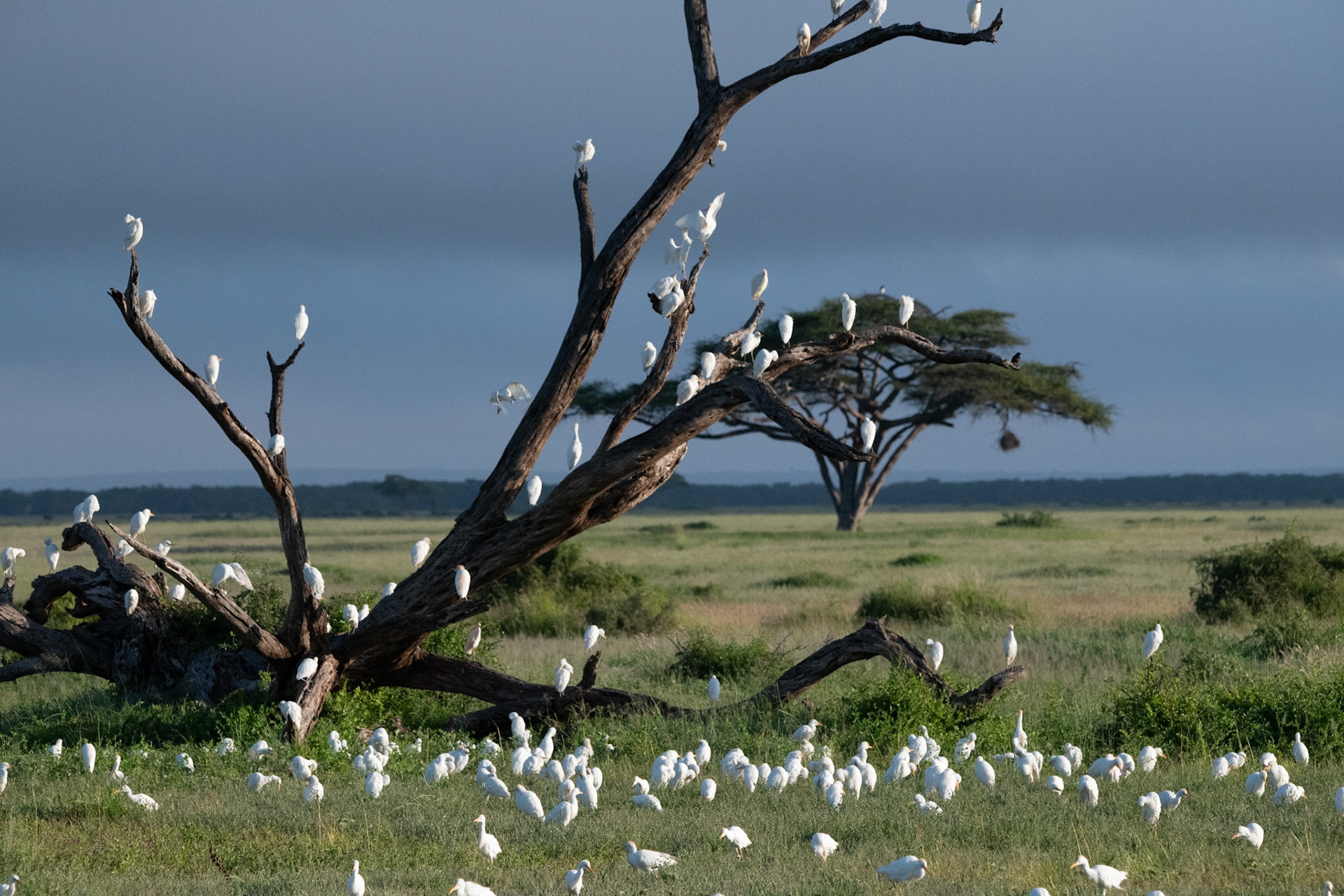 African Christmas Tree