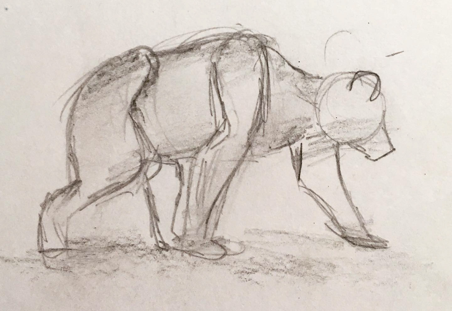 Bear