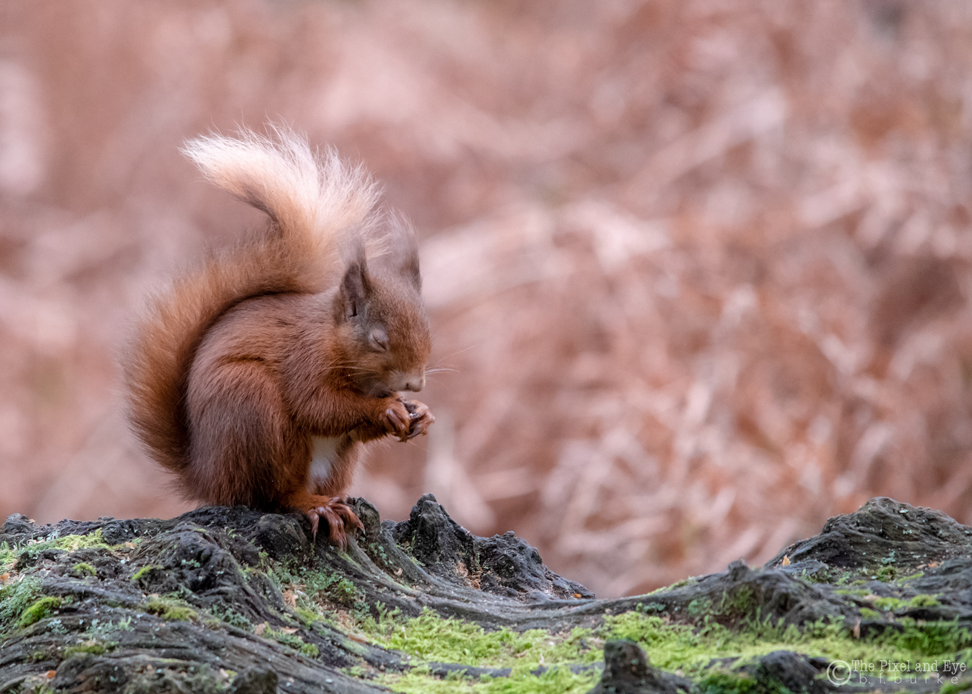 red squirrel