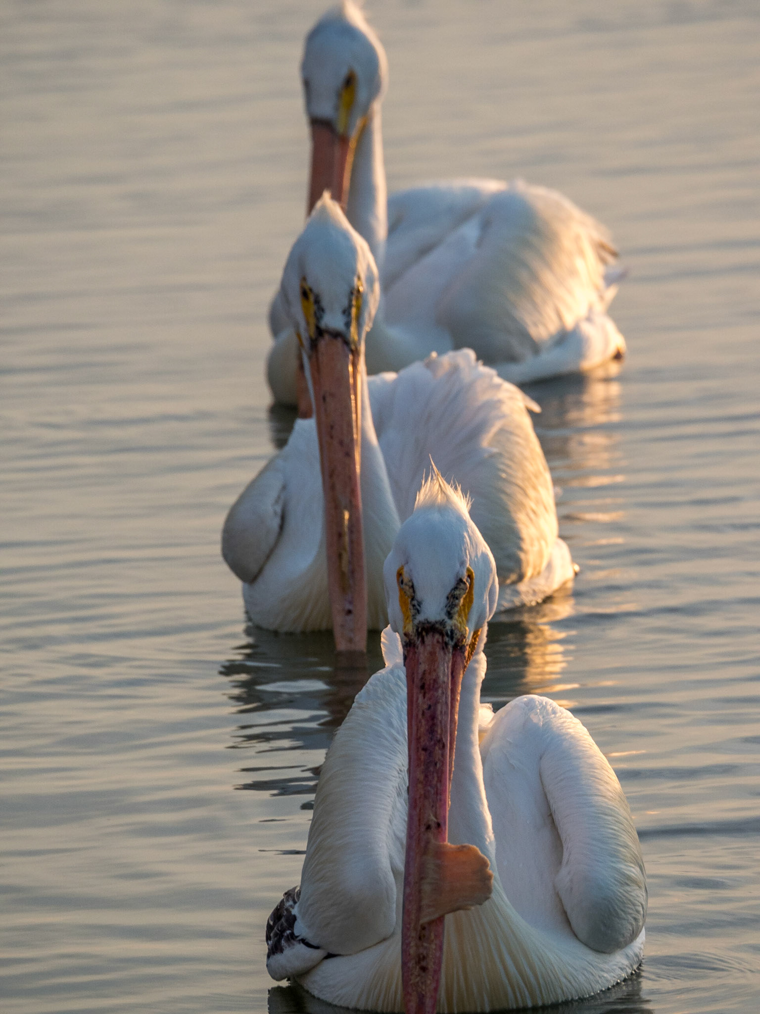 Padre Island National Seashore