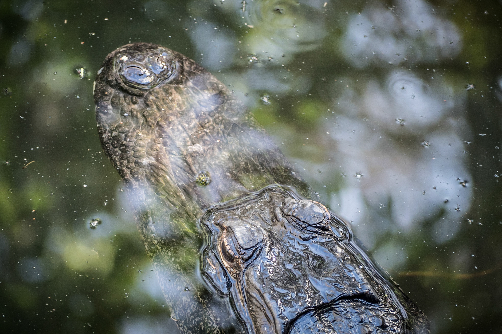 Big Cypress National Preserve