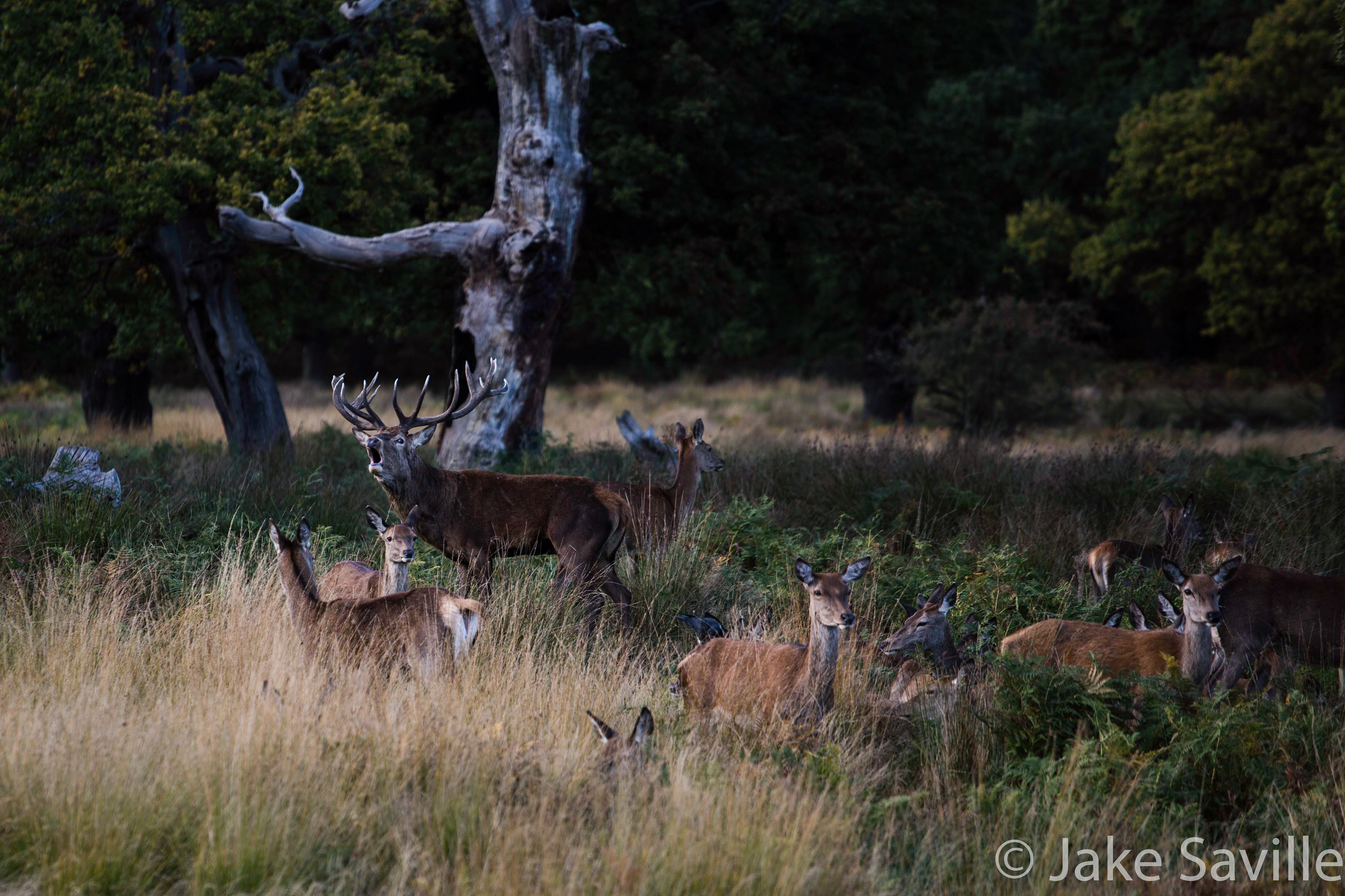 Richmond Park, Surrey, England
