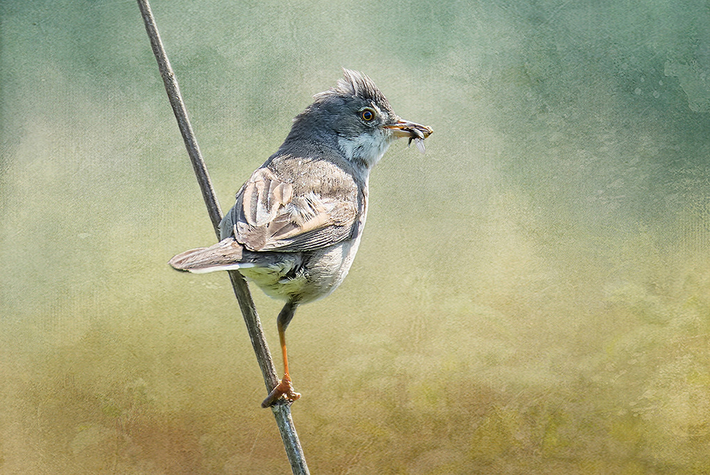 Whitethroat with Fly