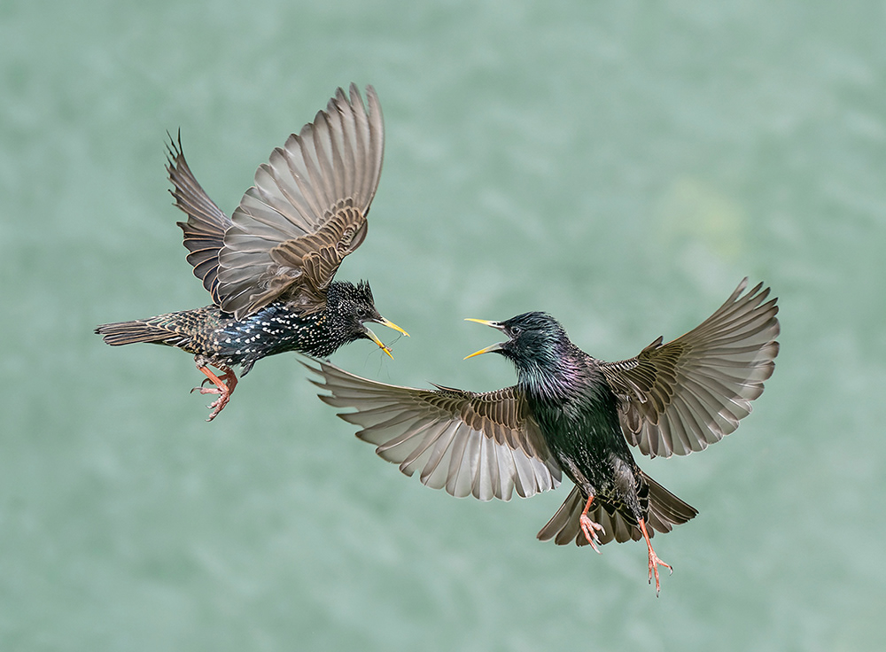 Starling Dispute