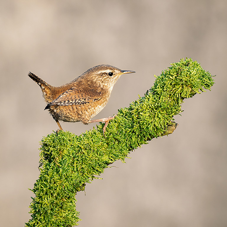 Wren