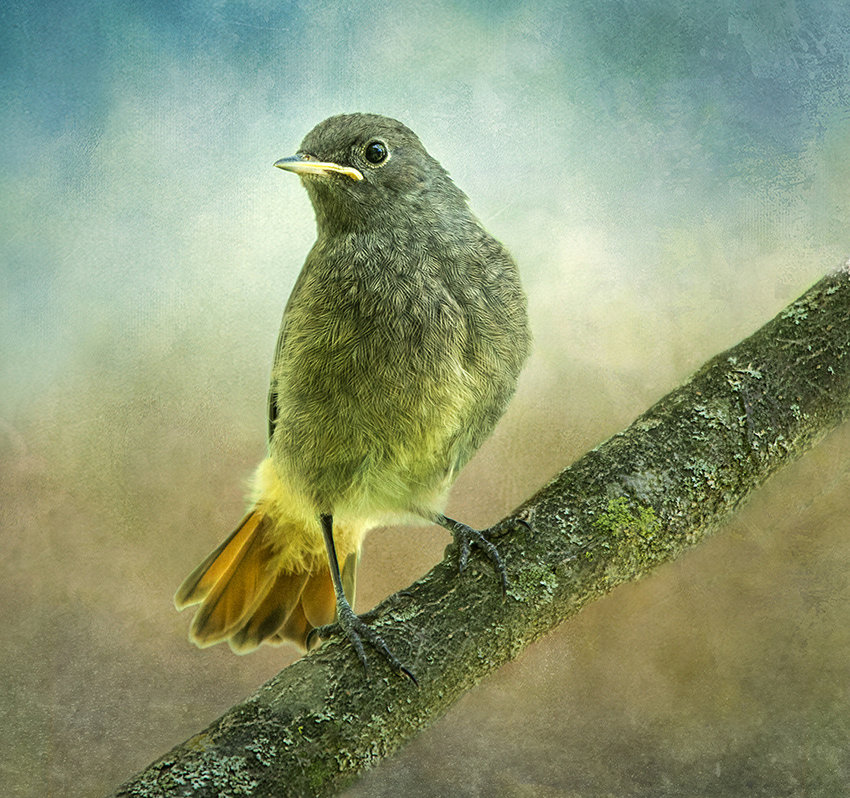 Juvenile Redstart
