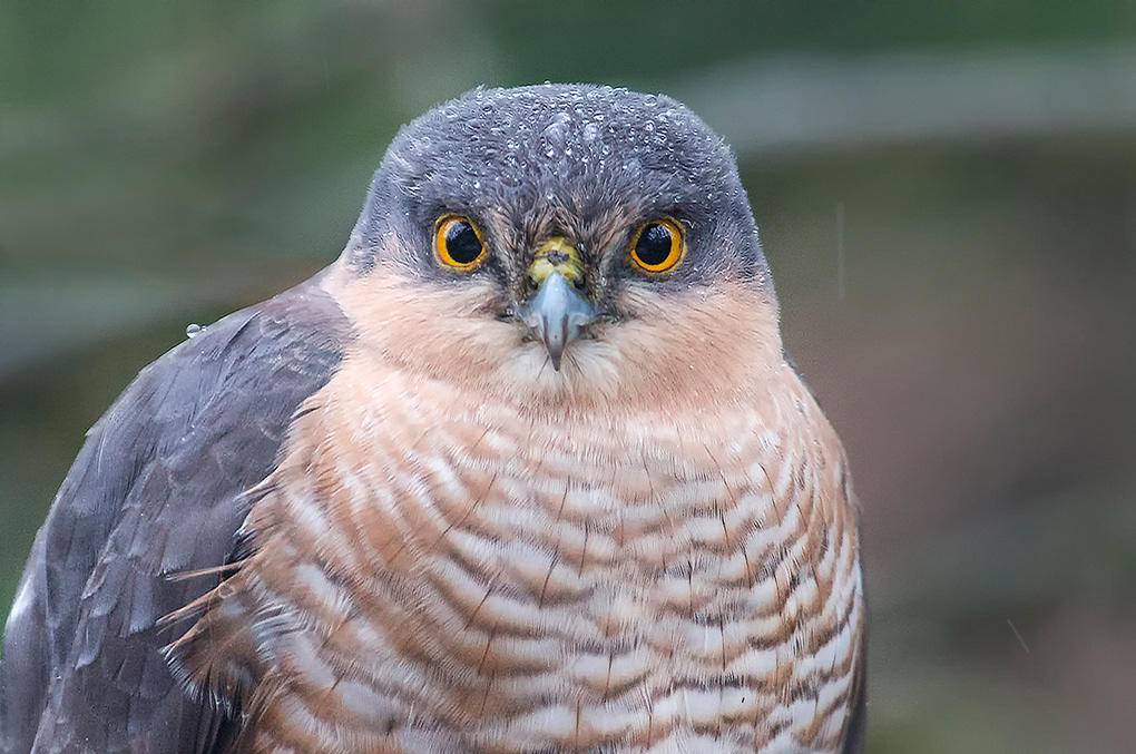 Female Sparrowhawk