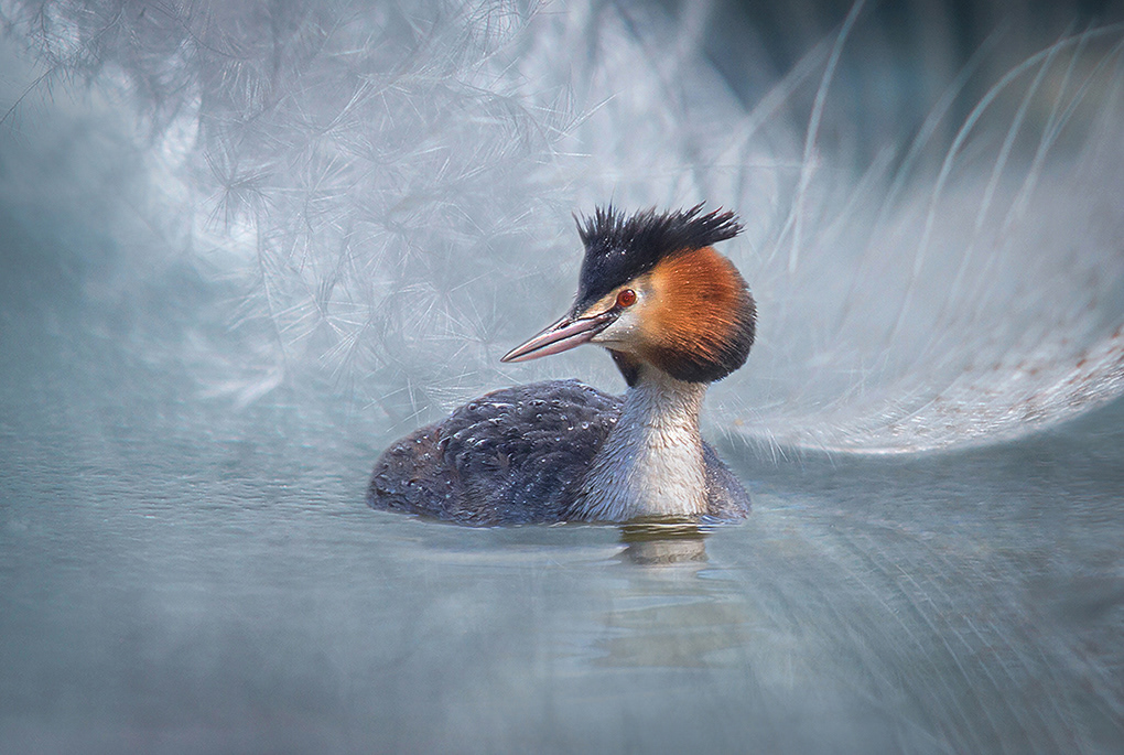 Great Crested Grebe