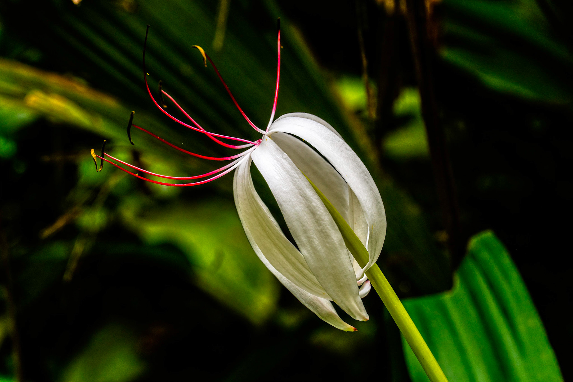 Veragua Rainforest, Costa Rica