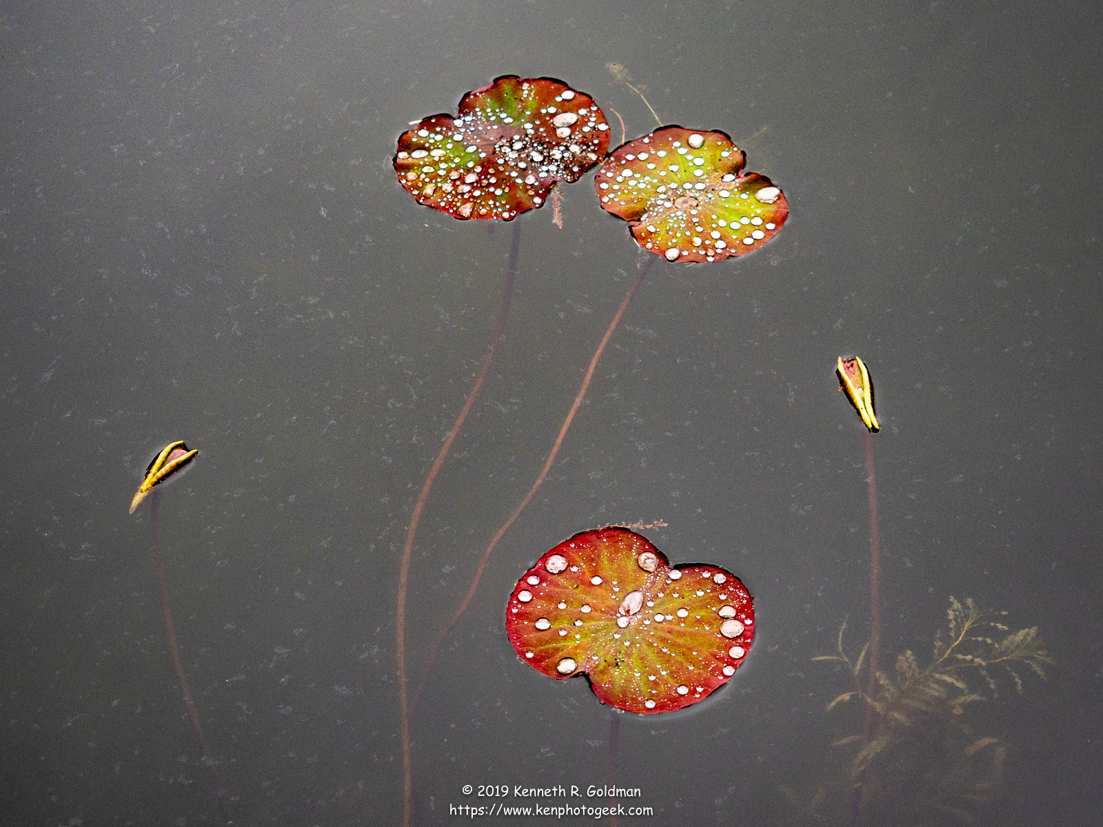 Lily Pads in People's Park - Shanghai