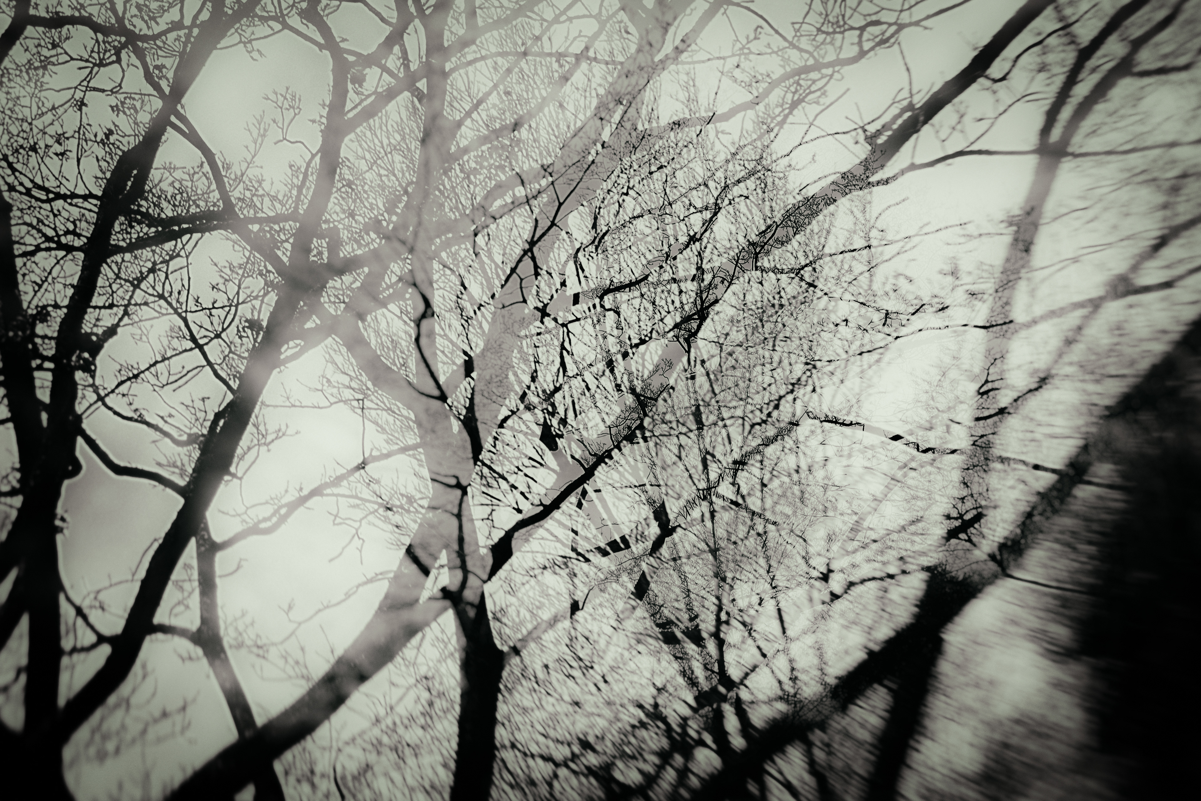 double exposure trees in Autumn