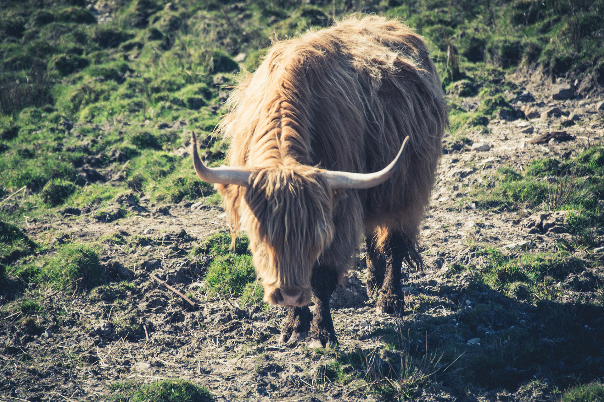 Tan Highland Cattle