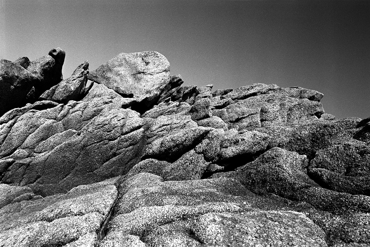 Le dinosaure fossile