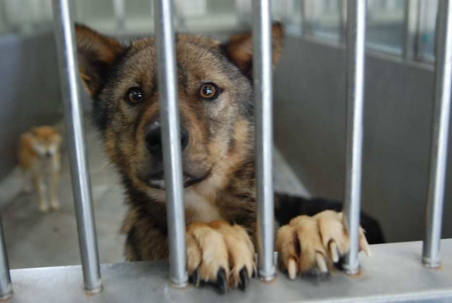 未来のしっぽ 犬たちをおくる日