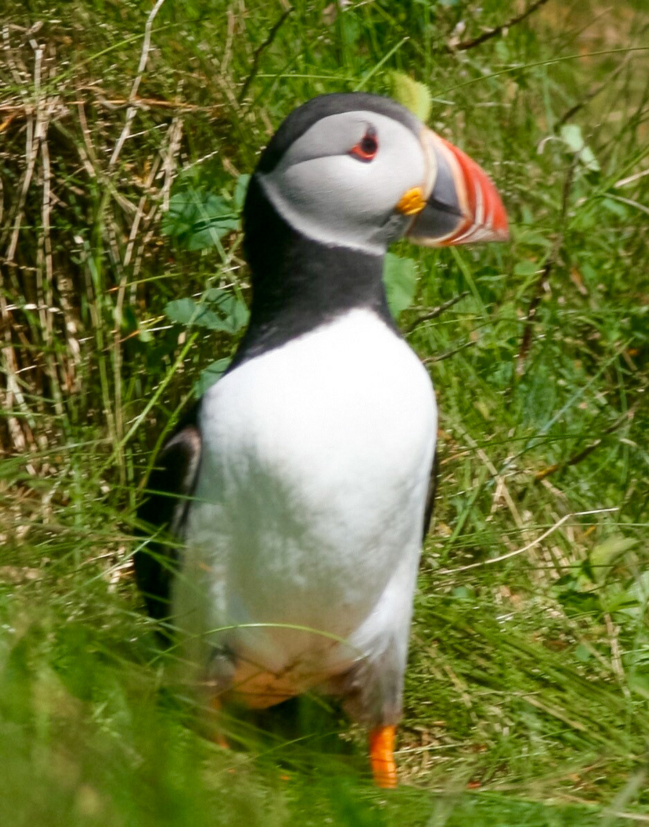 Puffin Isle Staffa, Scotland