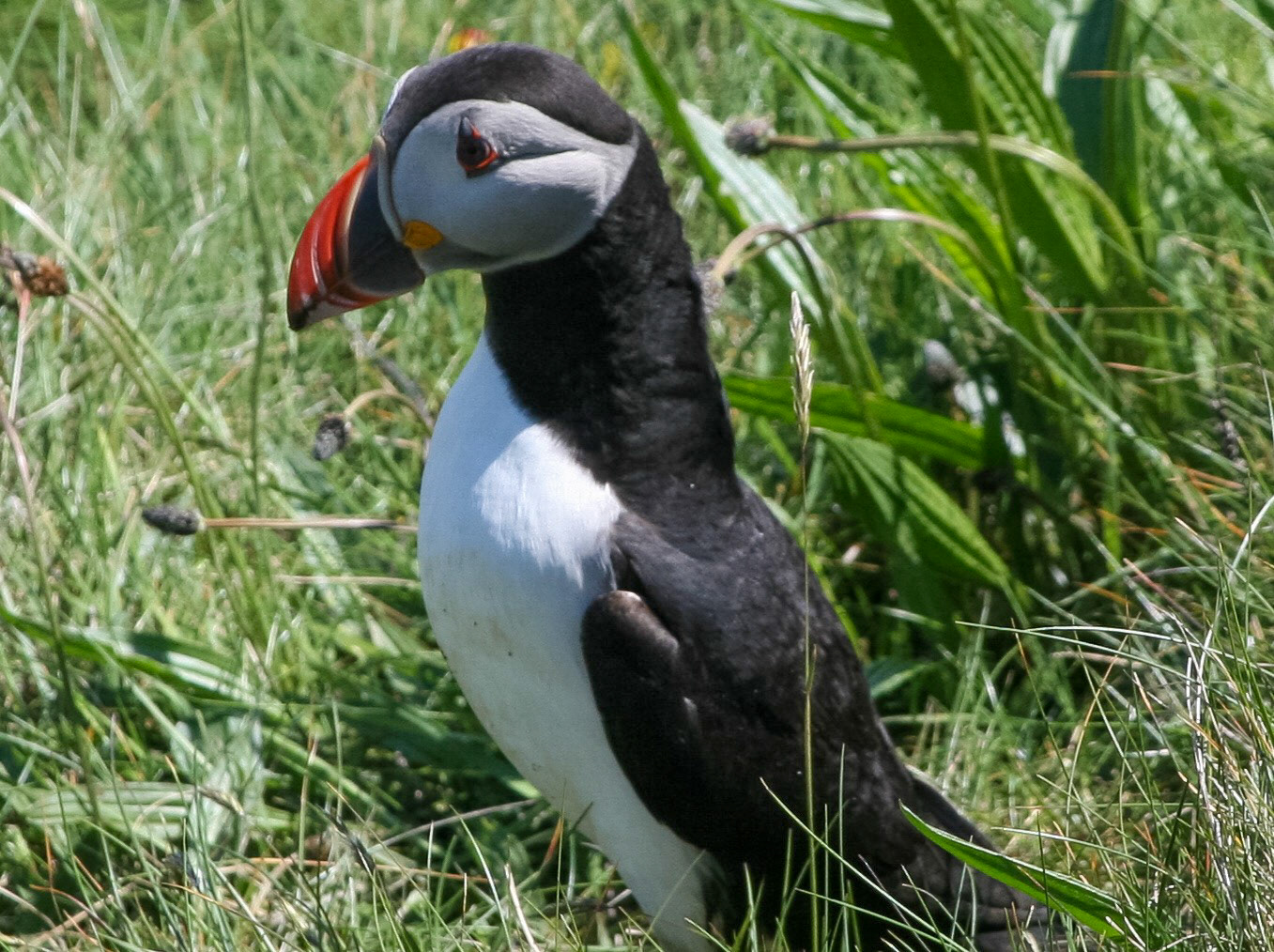 Puffin The Isle Staffa, Scotland