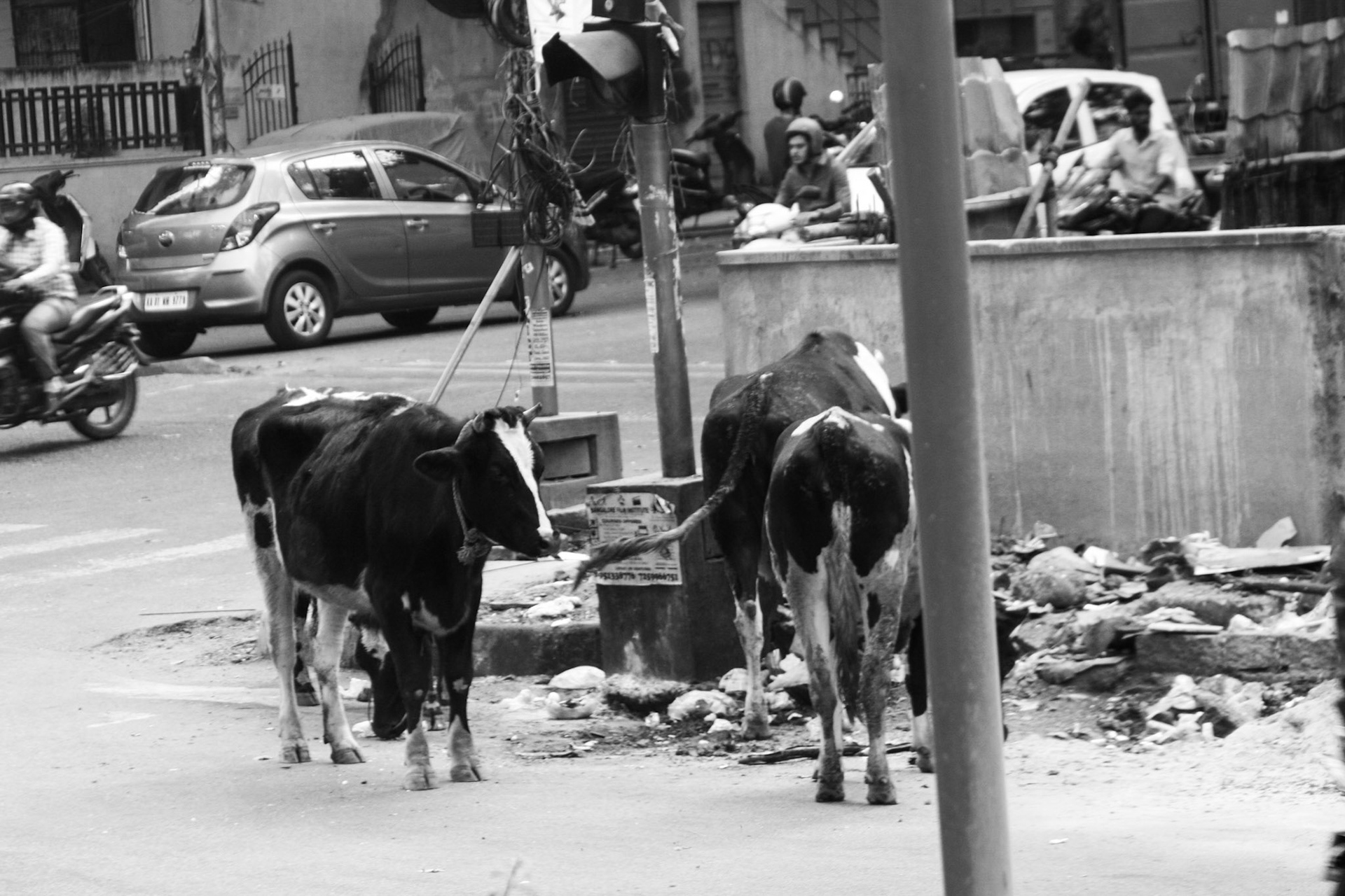 Sacred Cows India