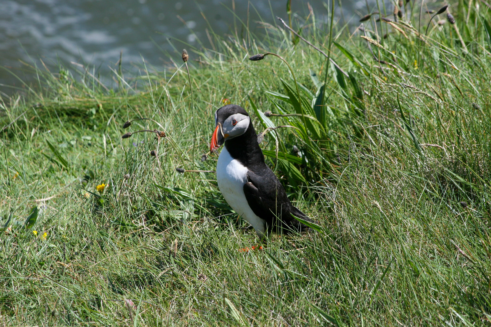Puffin Isle Staffa, Scotland