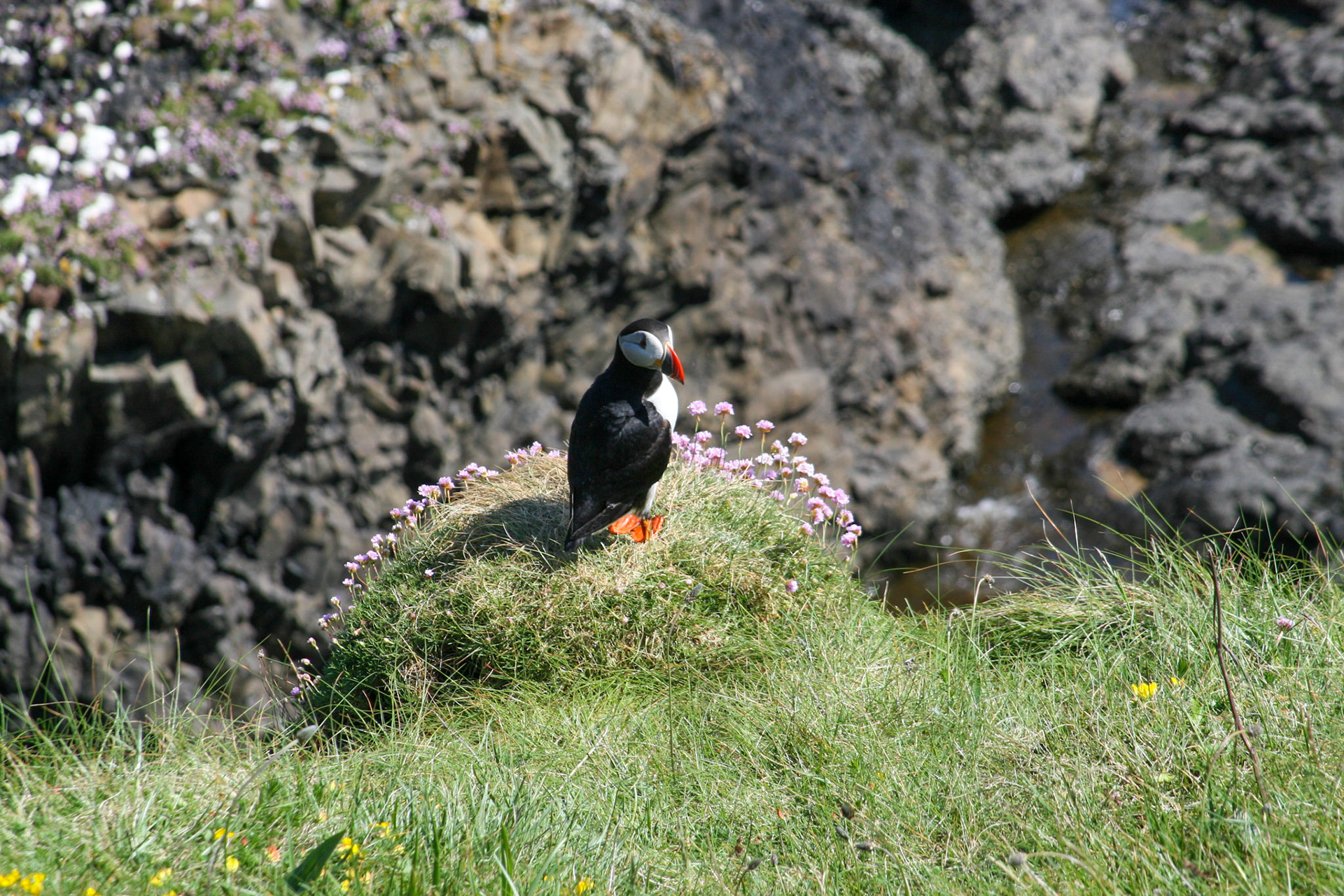 Puffin Isle Staffa, Scotland