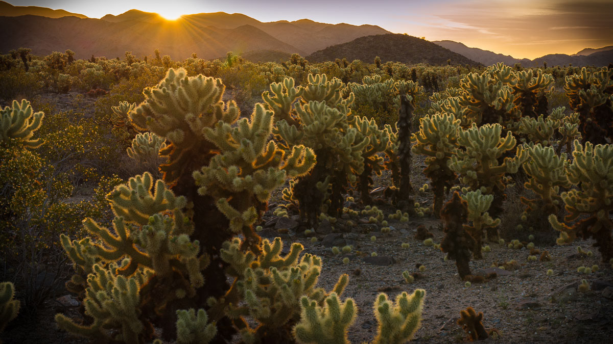 Cholla sunset-Joshua Tree National Park