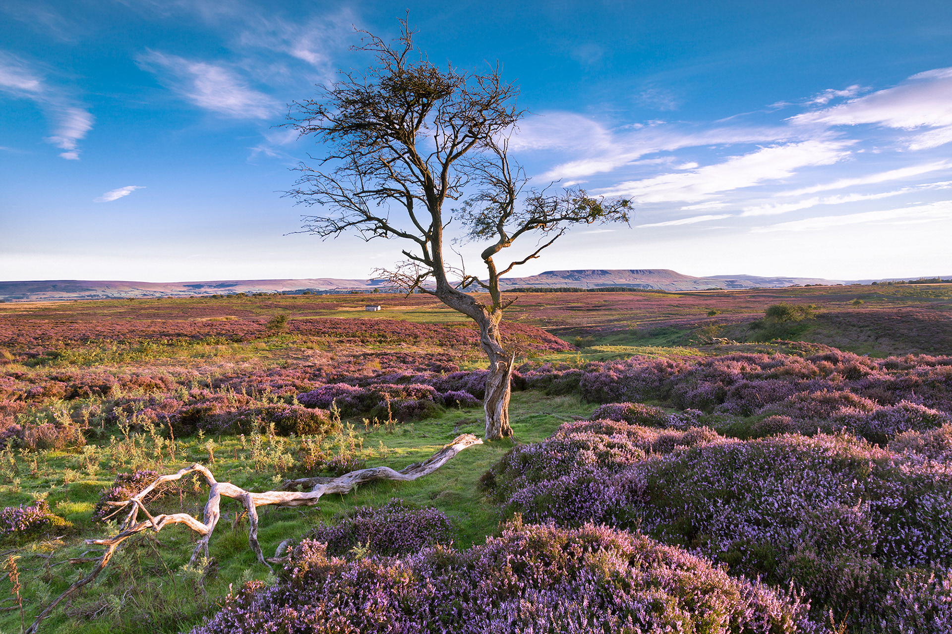 Lone tree in heather, Wensleydale